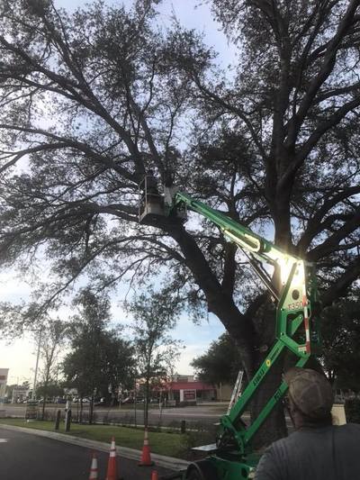 FL tree Park templestowe, removal Pinellas